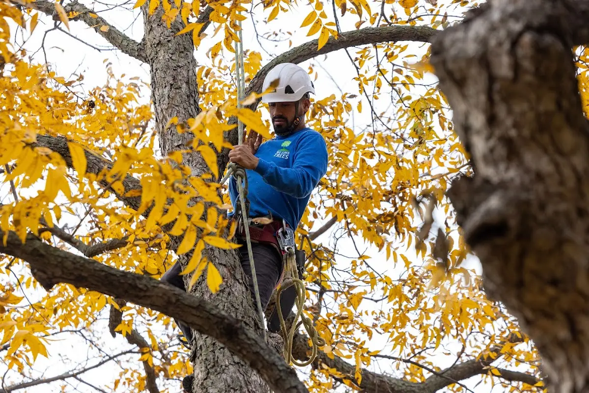 Skilled Tree Planting crew working in Fairgrove
