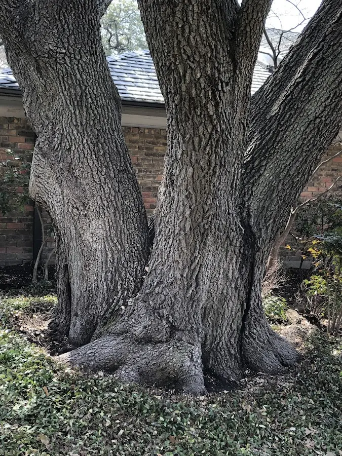 Mature heritage tree close to a Fairgrove property cared for by certified arborists